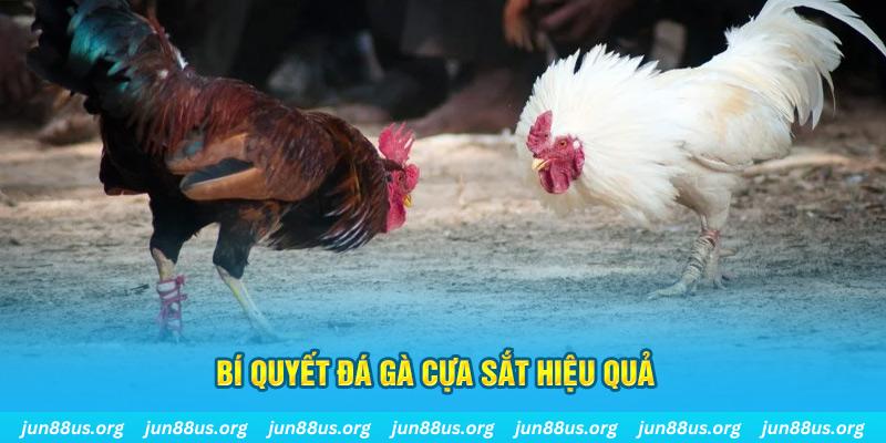 k88bet đá gà cựa dao