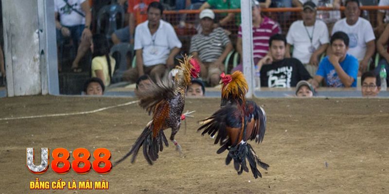 k88bet đăng nhập mậu binh online