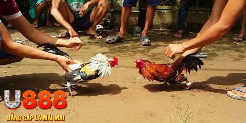 đăng nhập mậu binh rút tiền nhanh