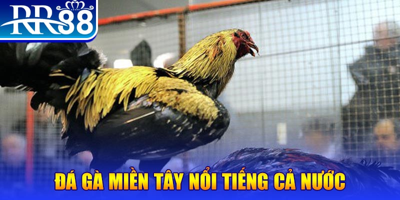gà chọi c1.com trực tiếp 888
